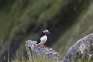 Puffin (Fratercula arctica)