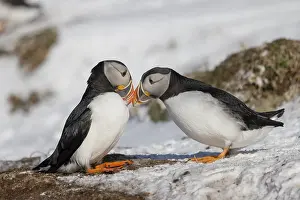 Puffin (Fratercula arctica), beak in greeting
