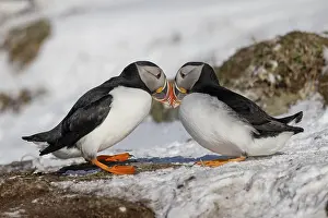 Puffin (Fratercula arctica), beak in greeting