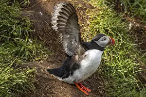 Puffin (Fratercula arctica), Borgarfjaroarhofn