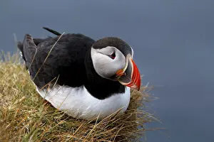 Puffin (Fratercula arctica), cliff