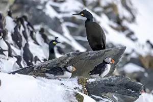 Puffin (Fratercula arctica), with Common shags (Phalacrocorax aristotelis)