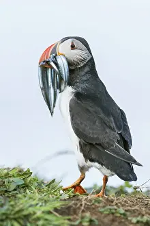 Puffin (Fratercula arctica), with fish in its beak