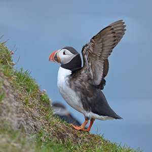 Puffin (Fratercula arctica), flapping its wings