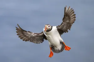 Puffin (Fratercula arctica) in flight with fish in its beak