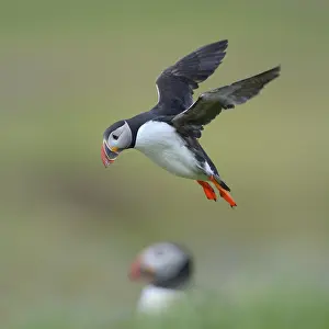 Puffin (Fratercula arctica), flying