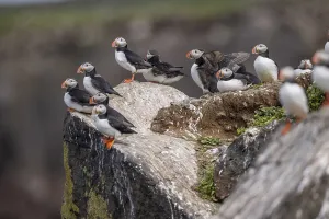 Puffin (Fratercula arctica), group at breeding site