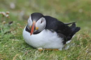 A puffin (Fratercula arctica) lies quietly in the grass