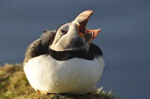 A puffin (Fratercula arctica) with open beak in a meadow