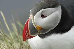 Puffin (Fratercula arctica) portrait