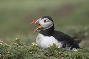 Puffin (Fratercula arctica ) screams