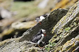 Puffin (fratercula arctica) Skellig Michaeal