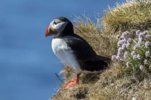 Puffin (Fratercula arctica), standing in the grass