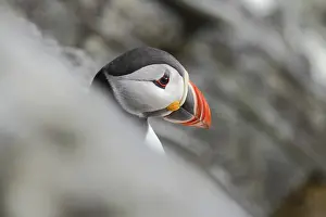 Puffin Fratercula artica on Runde Island, Norway