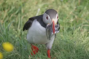 Puffin with sand eels in its beak