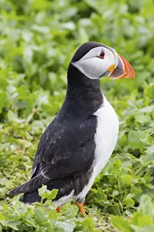 Puffins (Fratercula arctica) in the farne islands