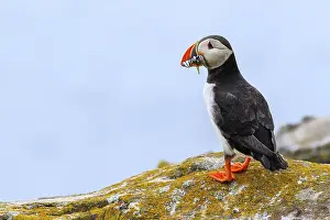 Puffins (Fratercula arctica) in the farne islands