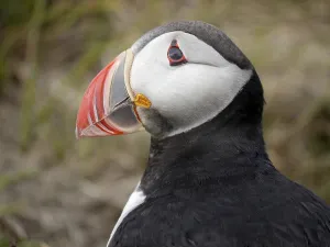 Puffins in Iceland