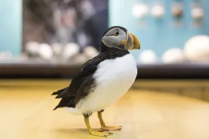 Puffins at the Natural History Museum in Heimaey