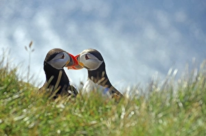 Two puffins sitting beak to beak