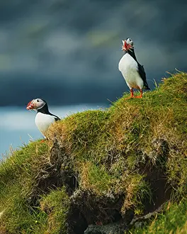Two puffins standing on lush grass with an ocean view in the background