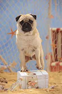 Pug