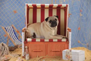 Pug