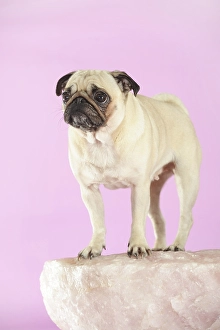 Pug, beige, bitch, studio shot, Austria, Europe