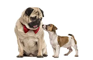 Framed Print : Pug with bow tie looking at a dachshund Framed Print : Pug with bow tie looking at a dachshund