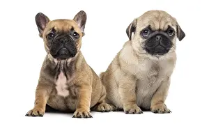 Pug and bulldog puppies side by side