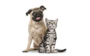 Pug dog and British Shorthair kitten sitting side by side together on a white background