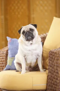 Pug dog, male, sits on couch