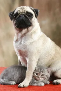Pug with domestic cat, kitten