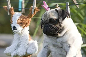 A pug and its freshly washed toy on the laundry line