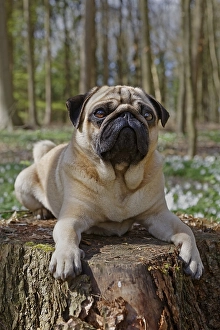 Pug lying on tree trunk, Schleswig-Holstein