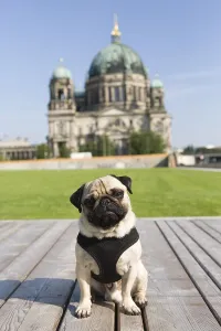 A pug on the palace lawn in front of the Berliner Dom cathedral