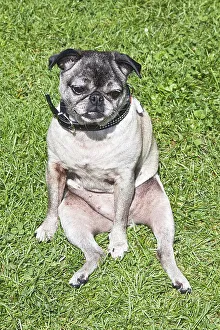 Pug, sitting, relaxing, International Pug Meeting