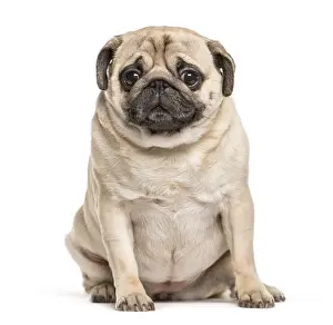 Pug sitting in front of white background