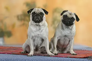 Pugs, detachable