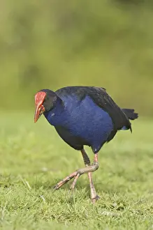 Pukeko (Porphyrio porphyrio melanotus)