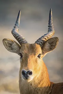 Puku (Kobus vardonii), male, portrait