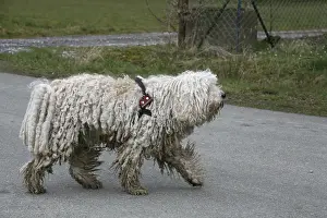 Puli