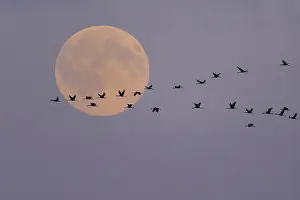 Pulling cranes (Grus grus) in front of full moon
