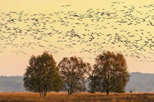 Pulling Greylag goose ( anser anser) in front of the red evening sky