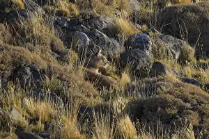 Puma camouflaged among rocky terrain and dry grass in golden light