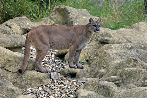 Puma, Cougar or Mountain Lion (Felis concolor)