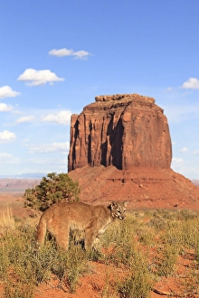 Puma, Cougar or Mountain Lion (Puma concolor)