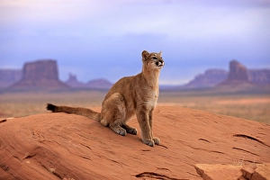 Puma, Cougar or Mountain Lion (Puma concolor) sitting on a rock