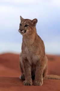Puma, Cougar or Mountain Lion (Puma concolor) sitting on a rock