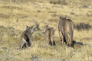 A puma family walking through a grassy field in a natural landscape